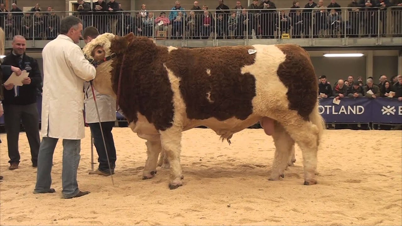 Simmental Judging at Stirling Bull Sales - February 16th 2015