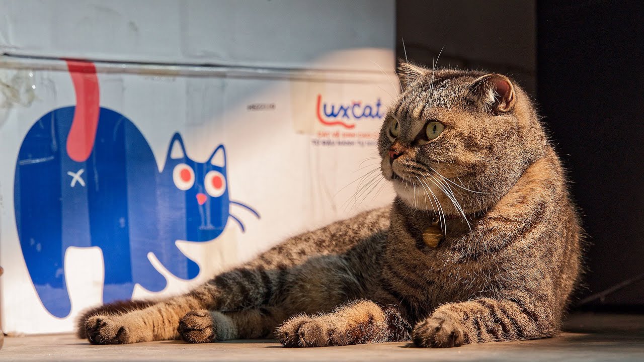 LuxCat - C&aacute;t mịn cho boss xịn - Unboxing Film [Director Cut]