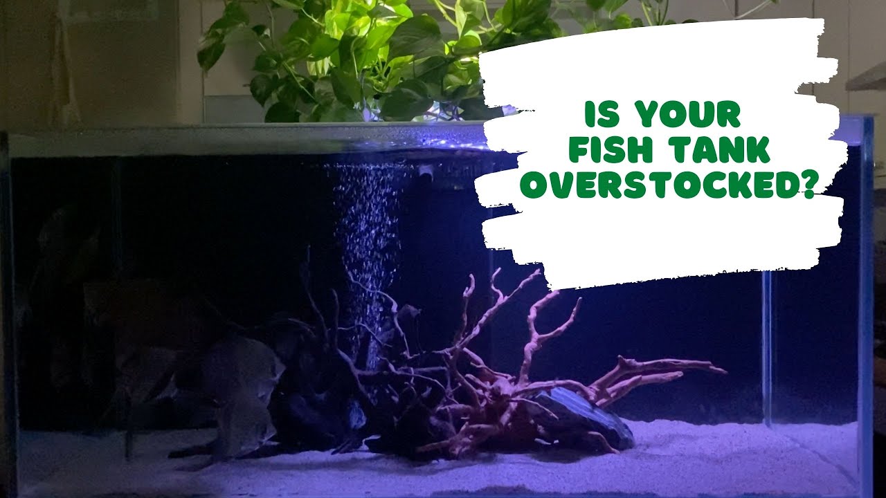 Is your (and my!) fish tank overstocked?