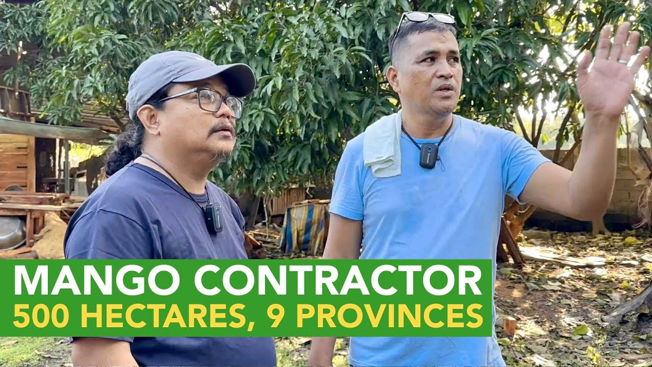 Paano nya Mina-manage ang 500 Hectares Across 9 Provinces as Mango Contractor Unimaginable!