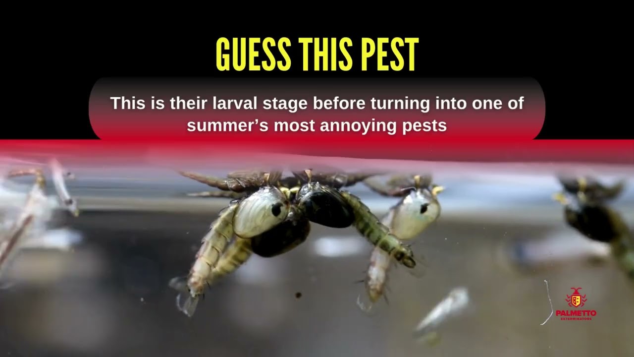 Guess The Pest