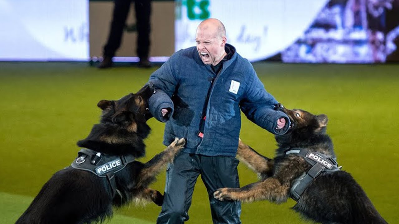 Police Dog display at Crufts 2022
