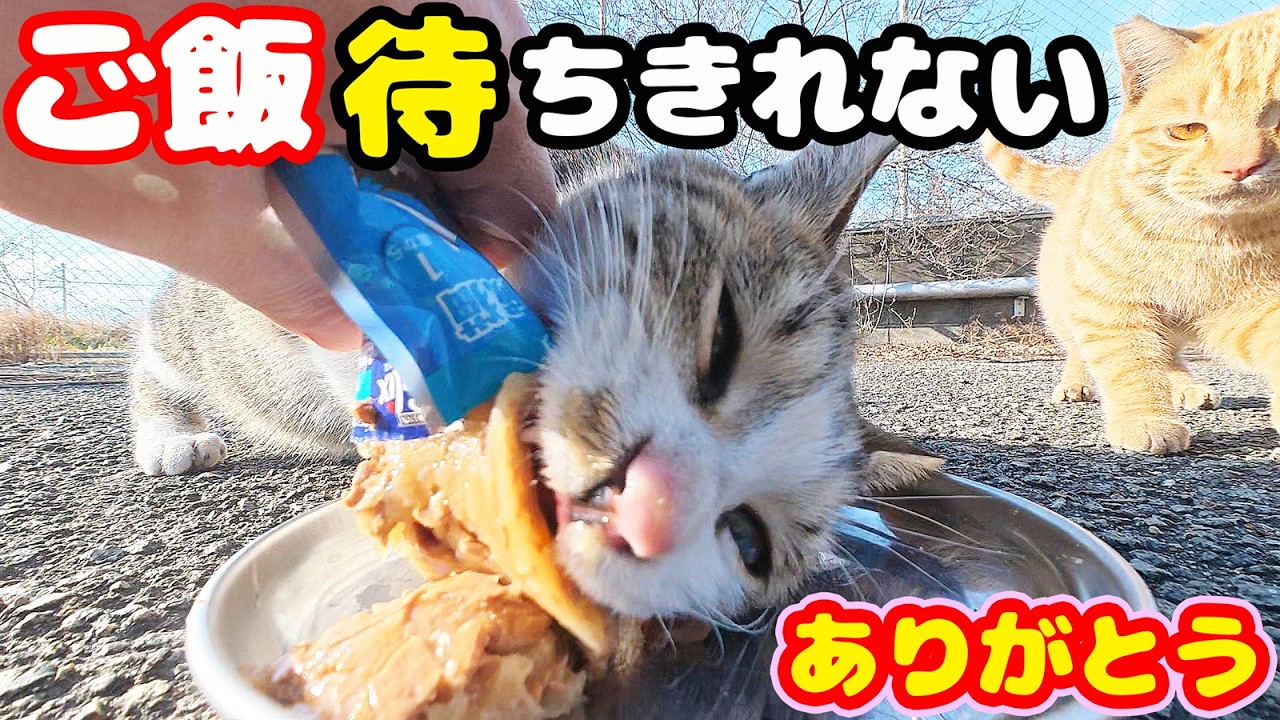 ご飯が待ち切れない猫の行動とは？さくらねこへのエサやり【視聴だけでも猫を助けることになります】支援者様 視聴者様 猫たちに神のご加護を！野良猫の感動猫動画