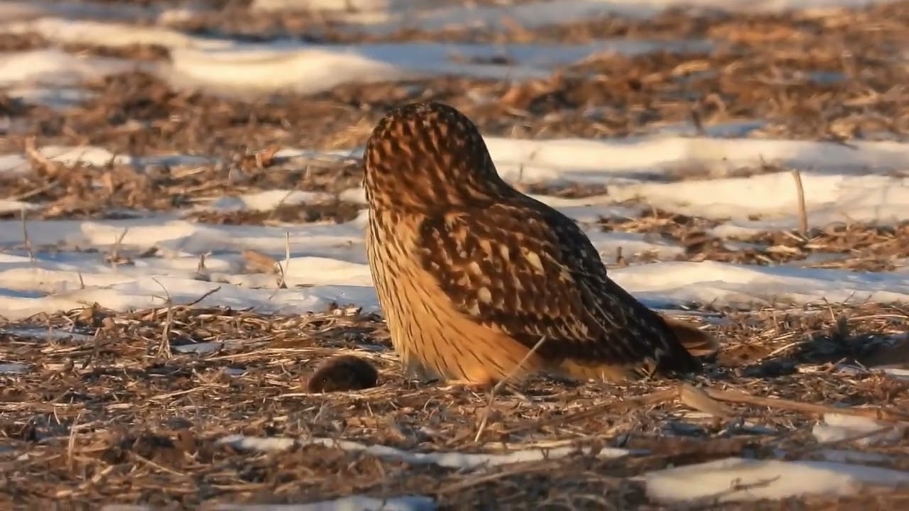 Short Eared Owl leaves it's vole behind