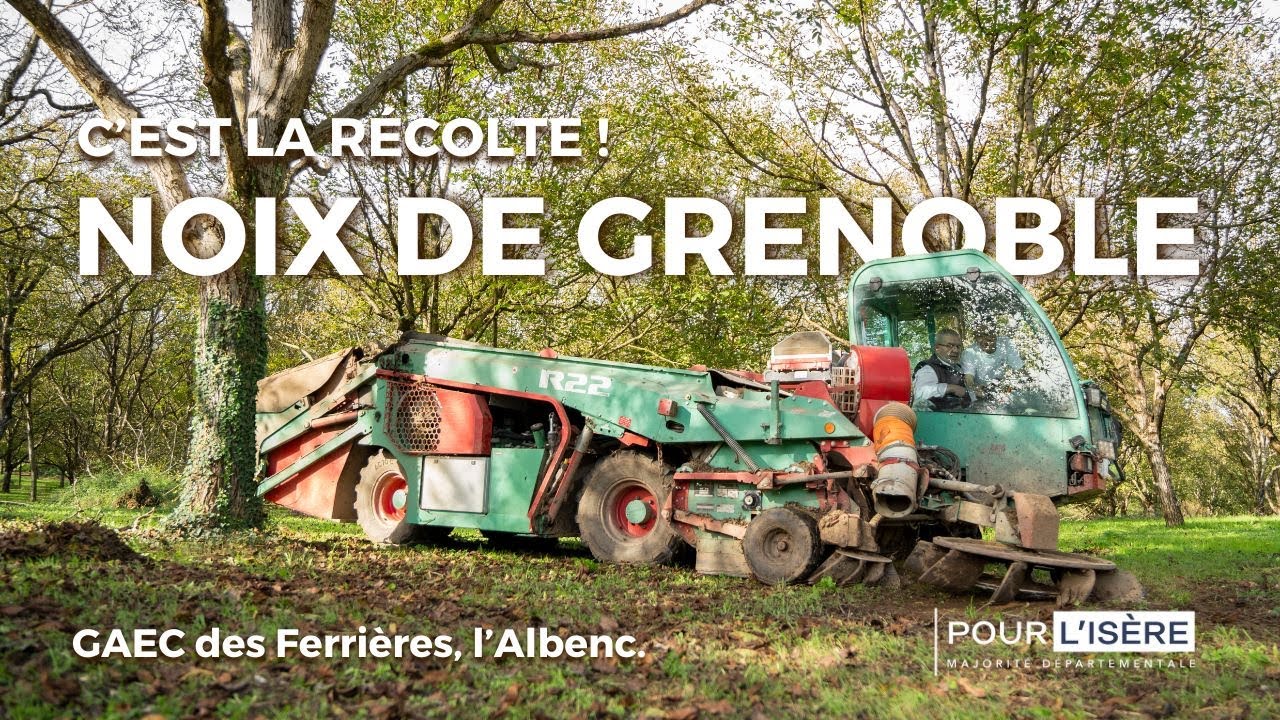 Noix de Grenoble, c'est la récolte au GAEC des Ferrières !