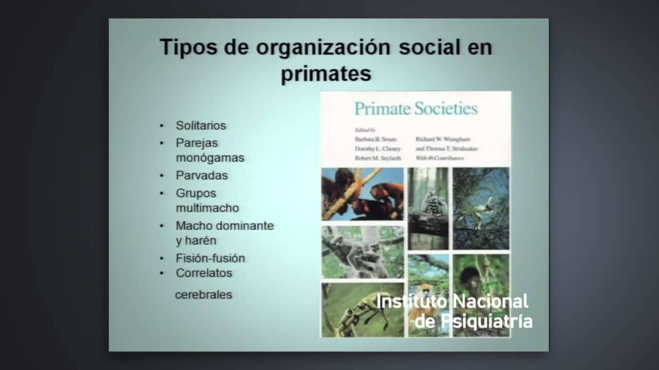 Neurociencia social y sociedad cerebral