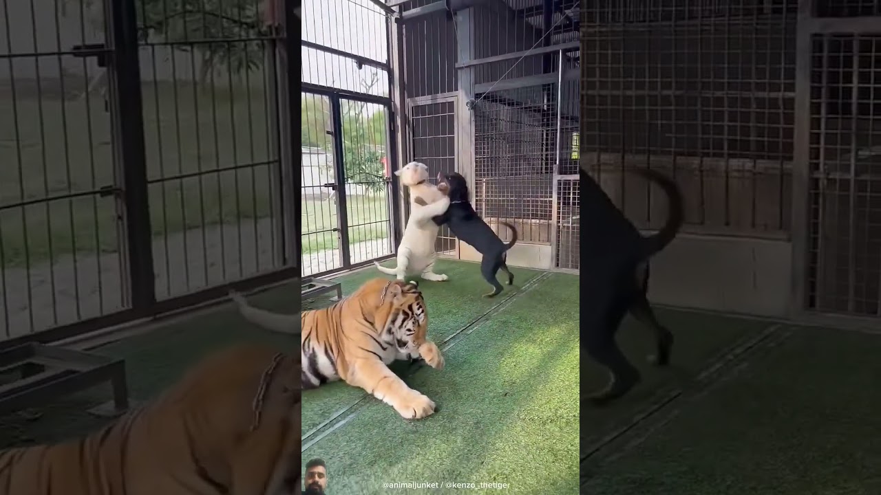 Snowey and Dog playing together #tiger #pets #animals #cute #puppy #kenzo #animaljunket