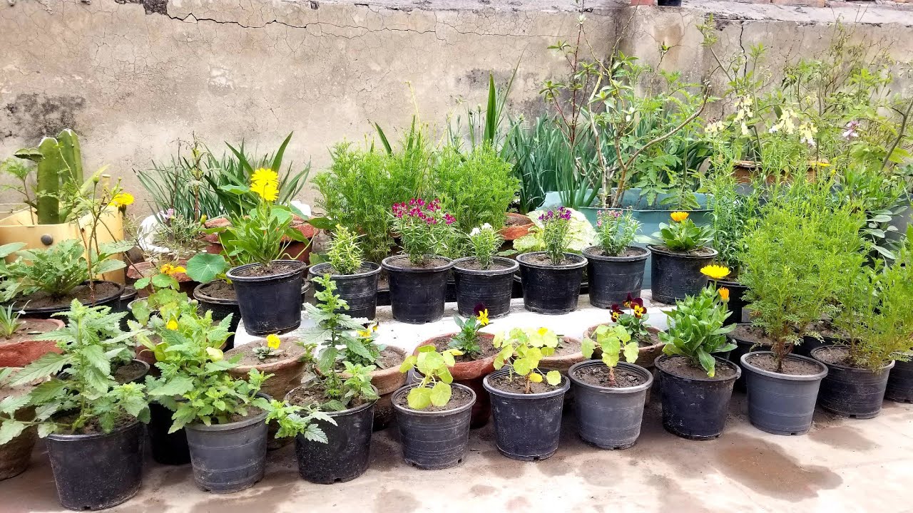 Sunday Asim Rooftop Garden Tour of Winter Flowering Plants in February month