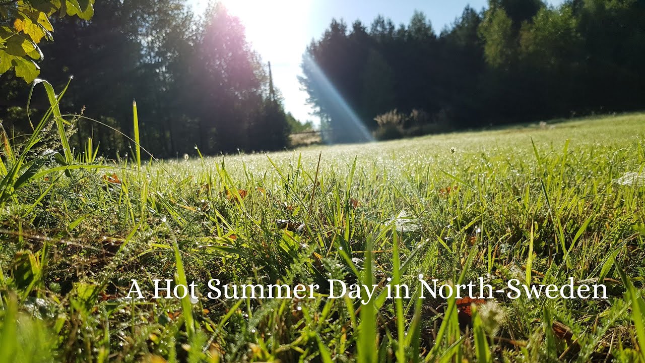 Hot rainy summer day in North Sweden countryside | Slow Living & Silent Vlog 🌻 Flowers & Birds