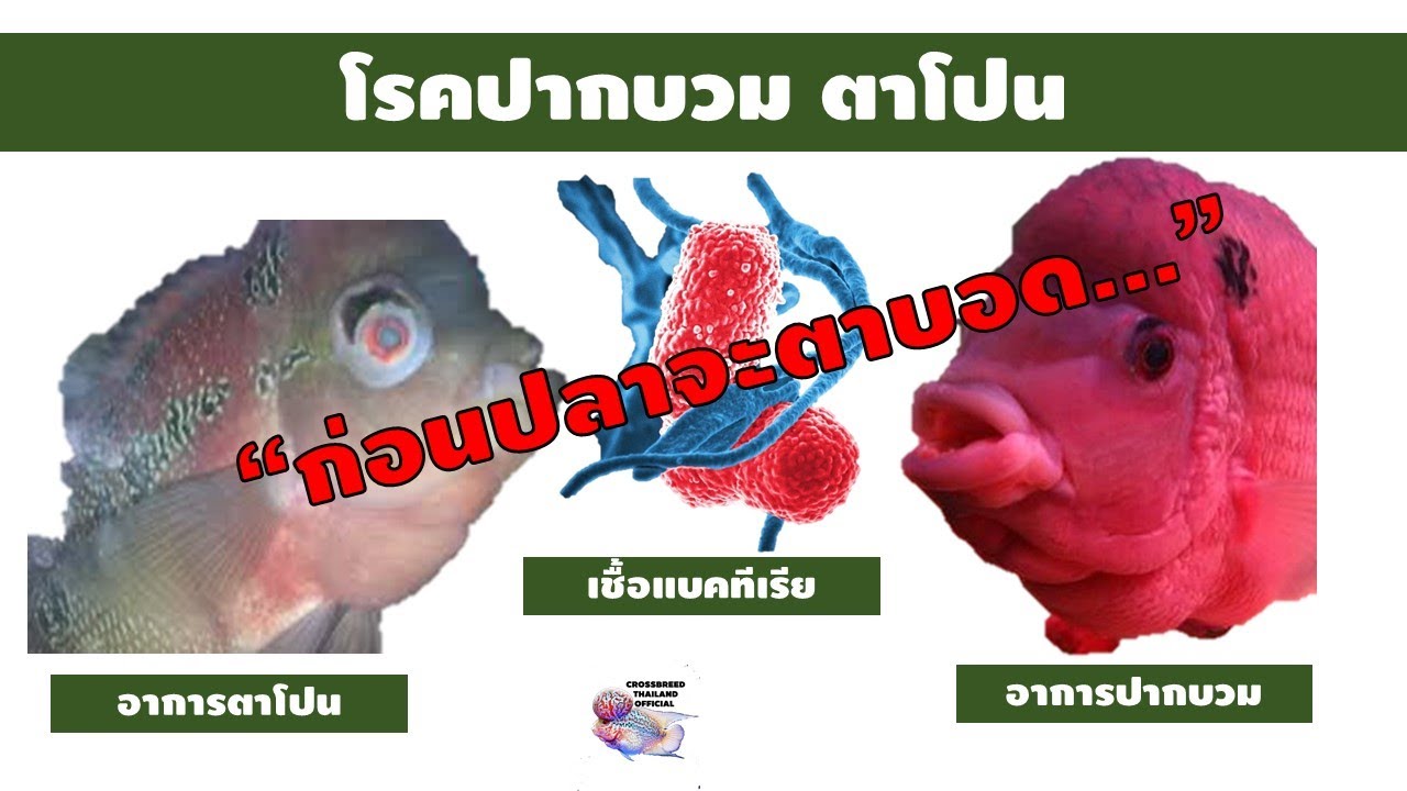 โรคตาโปน โรคปากบวม ปลาหมอสี  รีบชมวิธีการรักษาอาการปากบวม ตาโปน #ปากบวม #ตาโปน