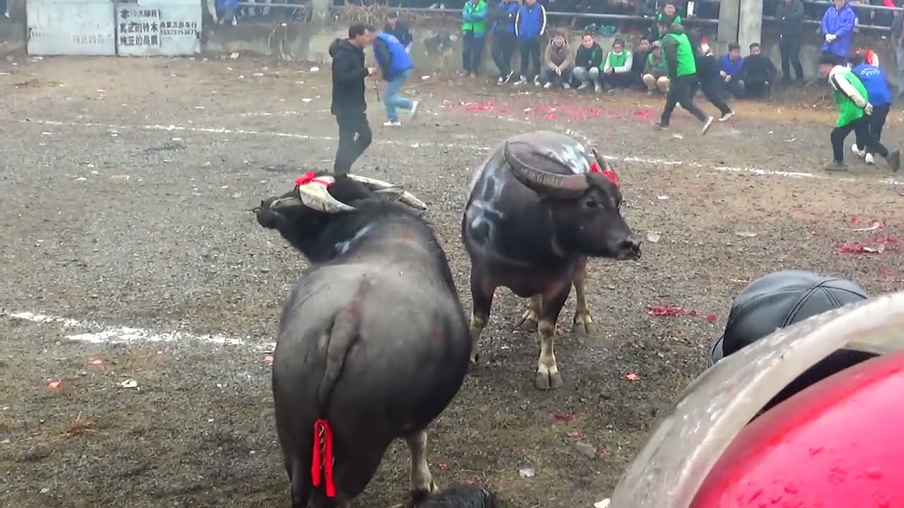 Intense Bullfighting Scene EP13│The two cows have not fought for a long time