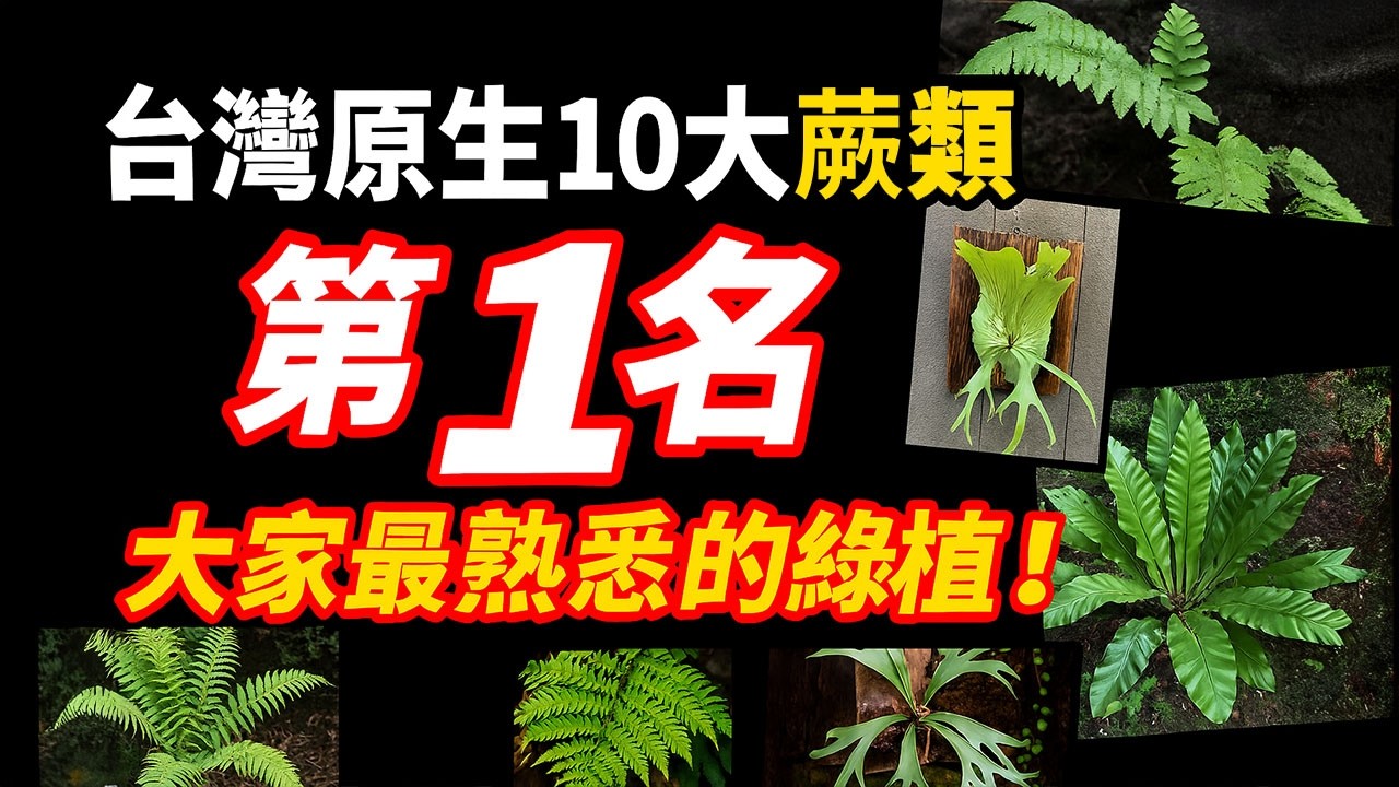 台灣原生10大蕨類排行榜，第1名是大家最熟悉的綠植！