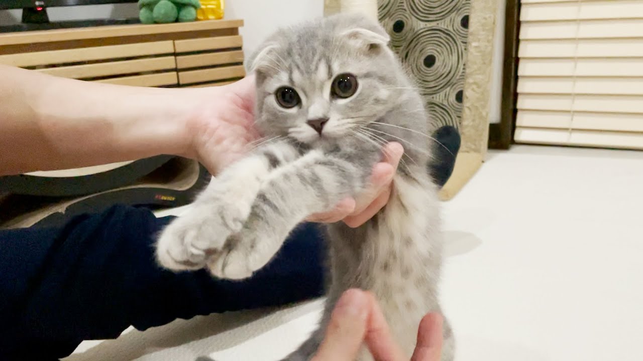 Kitten Lulu makes too much noise and her important beard breaks