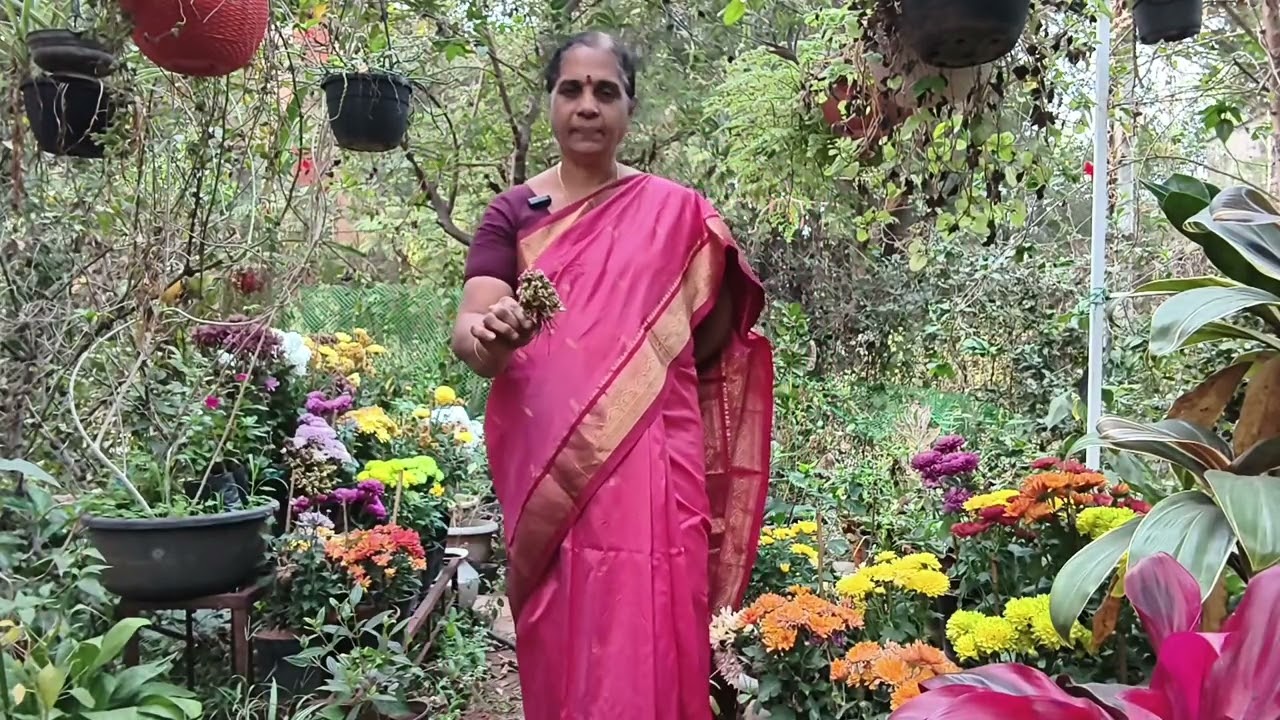 ఆంజనేయ స్వామి తెచ్చిన సంజీవని మొక్క - ఈ మొక్క ఒకటే అంటారా? మంచి మెడిసినల్ ప్లాంట్.