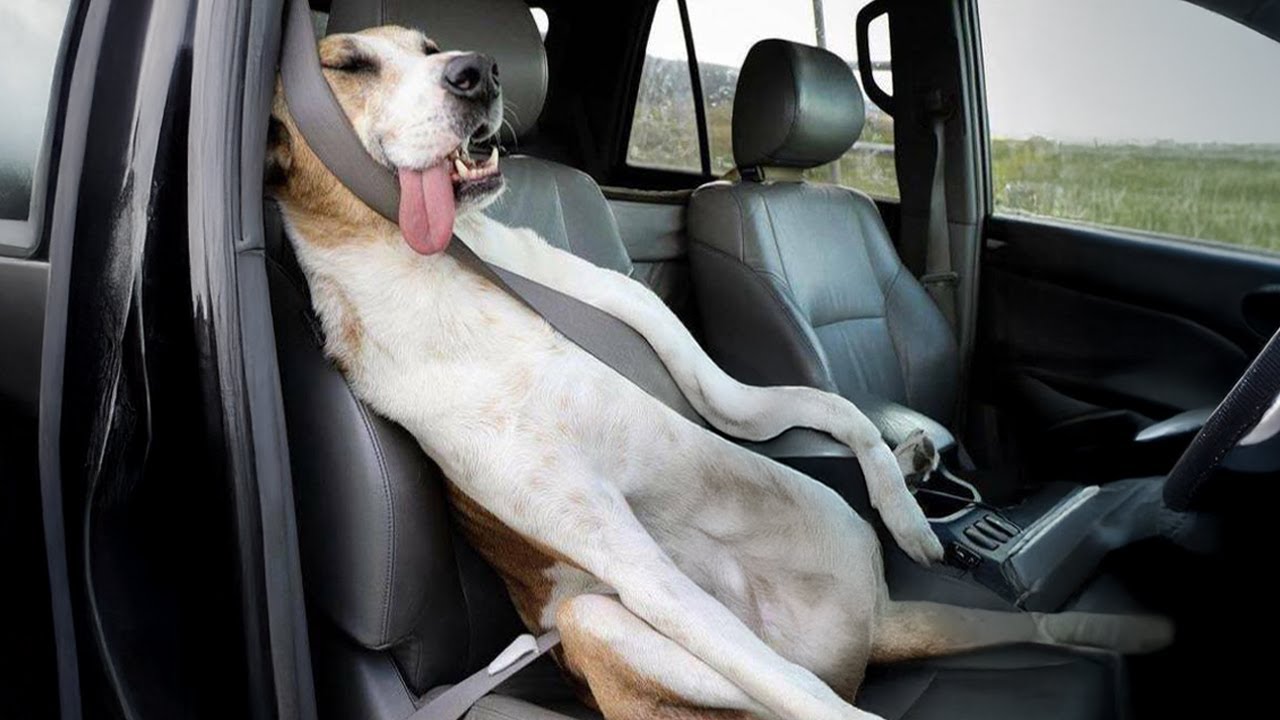 When You Need a Gentle Great Dane But Get a Total Goofball 🤣 Funny Dog Videos 2025