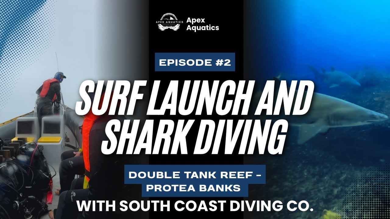 Epic Day on Protea Banks 🦈🐬 | Tiger Sharks, Dolphins & So many Raggies | Full Dive Day Vlog