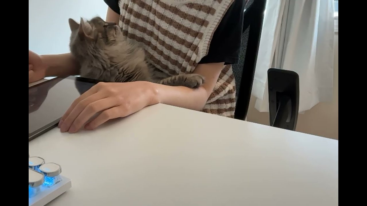 doing homework with a cat on my lap