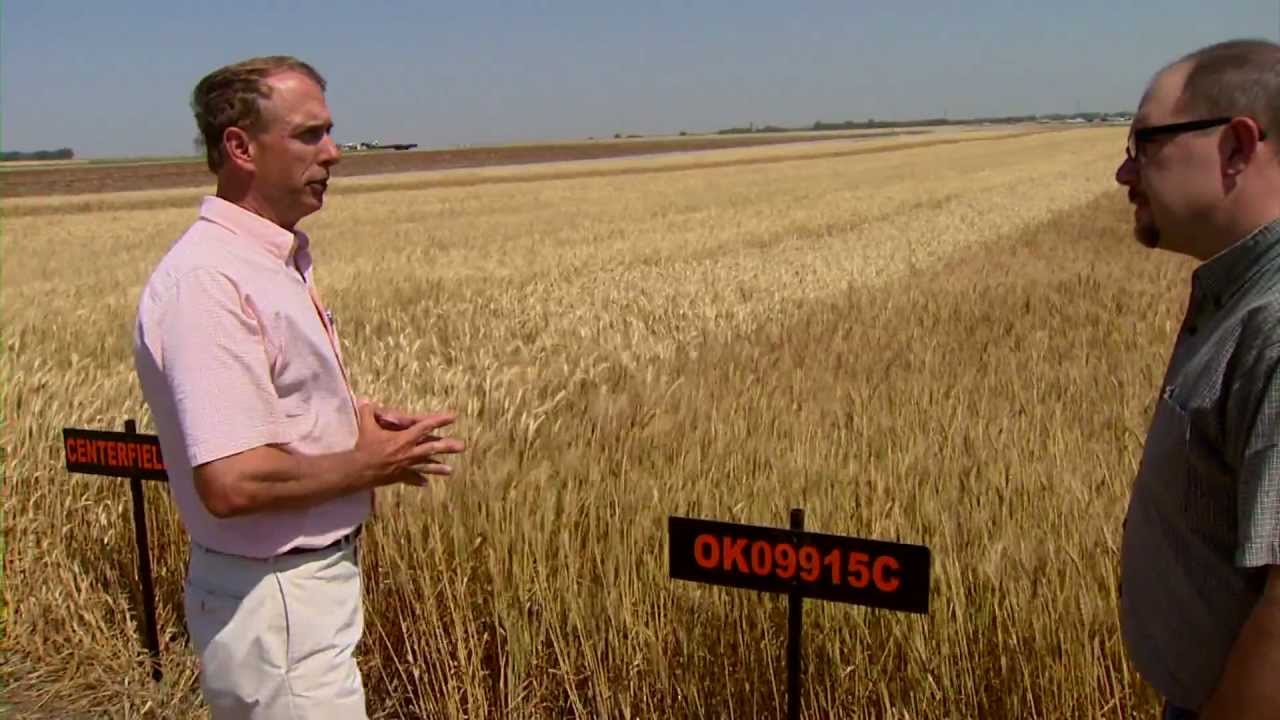Wheat Varieties