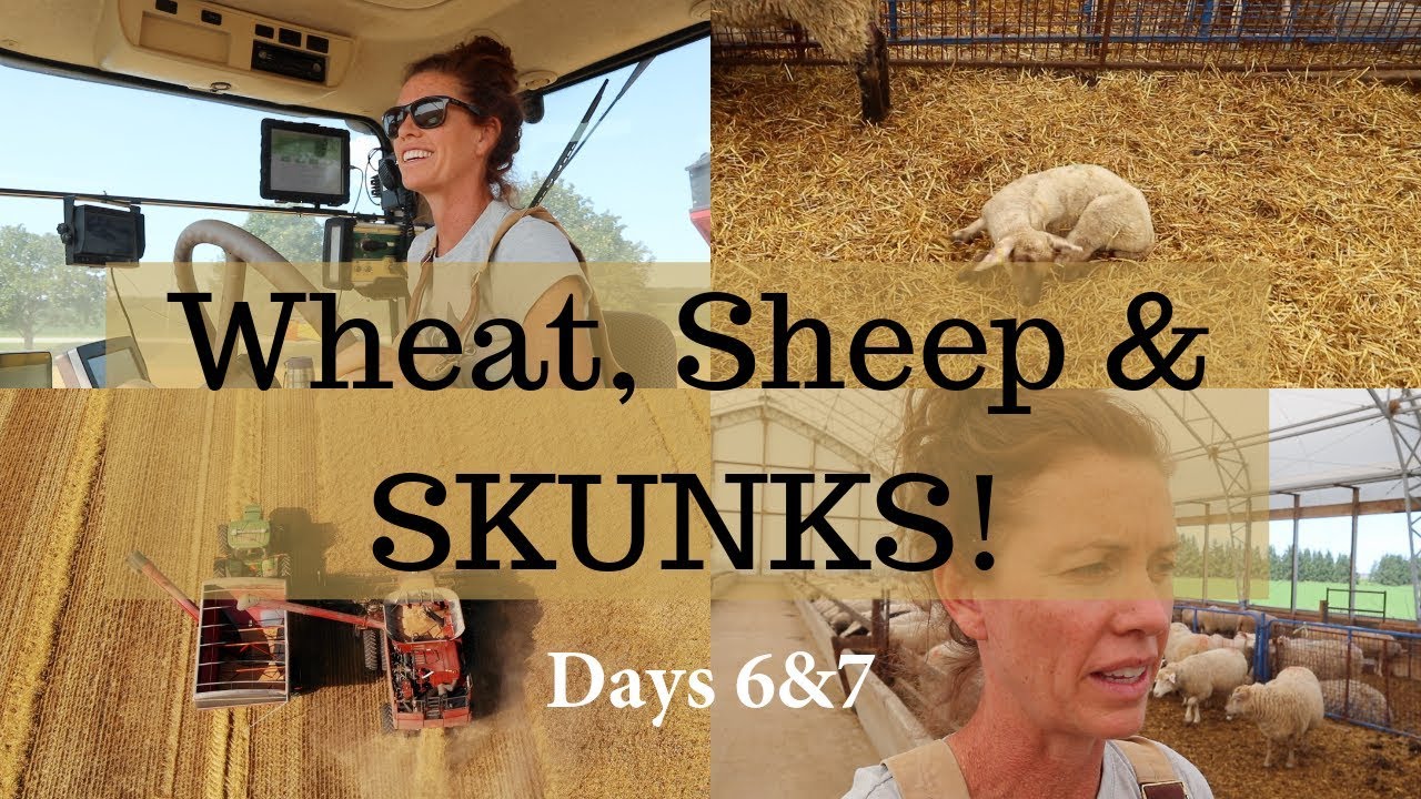 Back at Wheat & Listeriosis in the Sheep Barn (WHEAT HARVEST 2019): Vlog 157