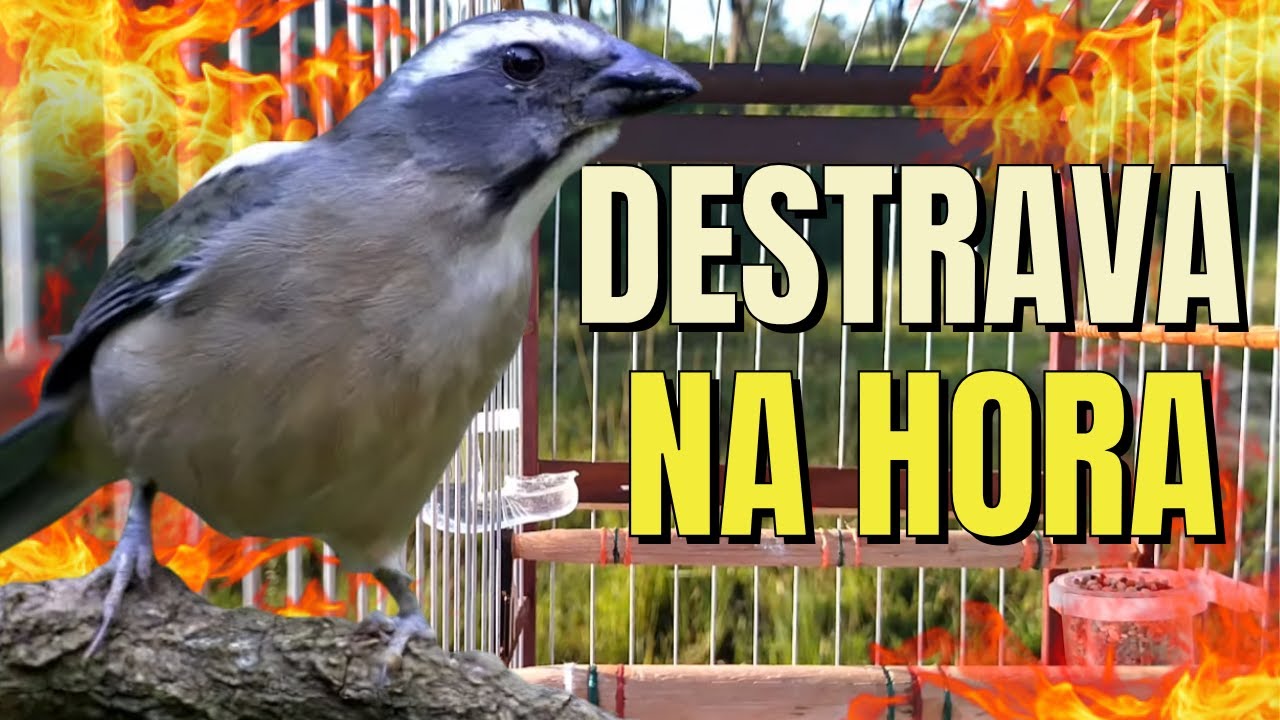 TRINCA FERRO CANTANDO / ESQUENTAR TRINCA FERRO FRIO / TRINCA FERRO/TRINCA-FERRO CANTANDO TRINCAFERRO