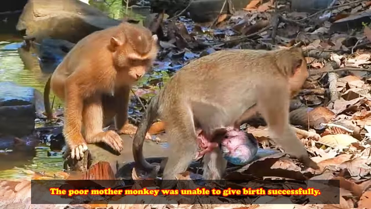 A mother monkey gives birth to an underdeveloped baby monkey.