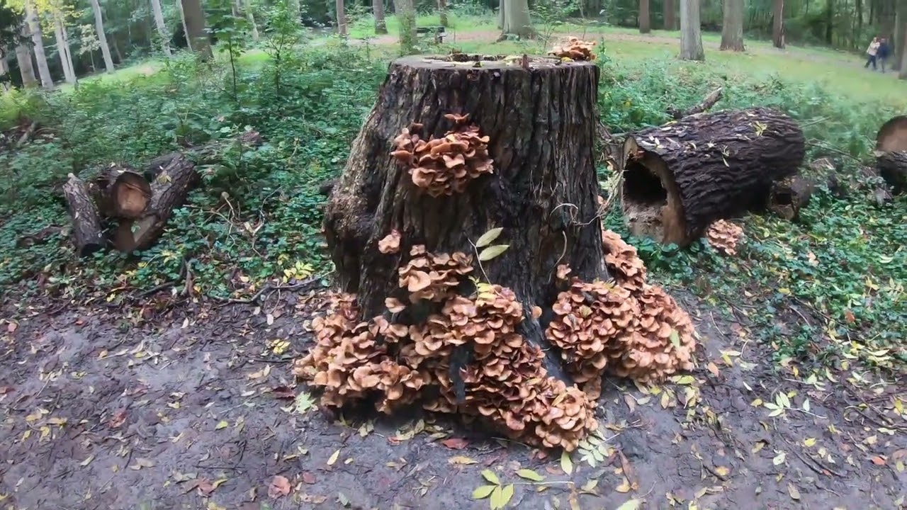 Herfst in Landgoed Mildenburg een Paddenstoelen en Zwammen Paradijs bij Oostvoorne