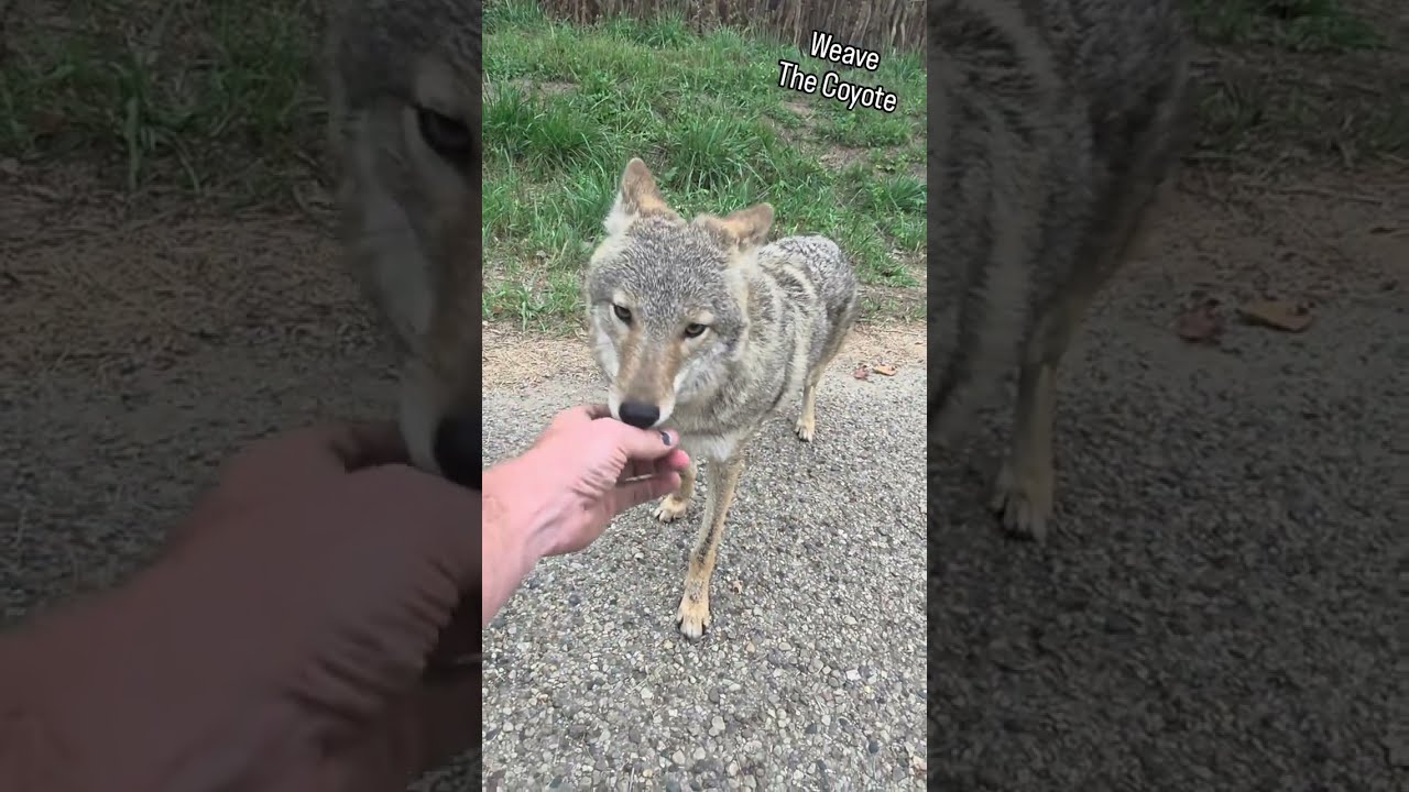 КОЙОТ против ОСЛА!🐺🐴 #weavethecoyote #милый #животные #животное #природа #дикая природа #любовь #...