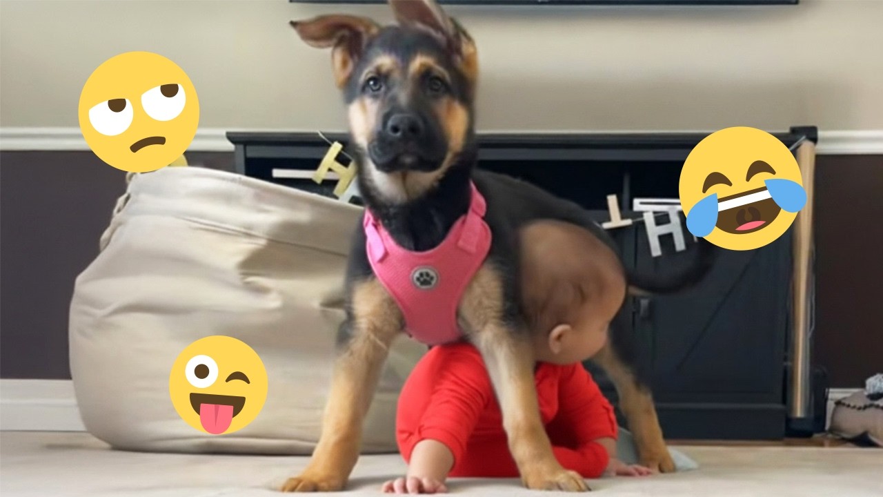 I'm 101% SURE that you will LAUGH EXTREMELY HARD- Funny Dog 2026 #273
