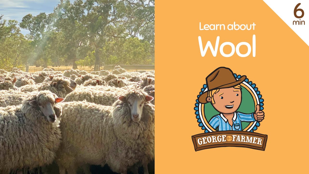 Wool from Sheep with George the Farmer