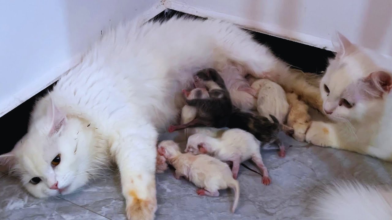 Chinchu Giving Birth to 6 Kittens