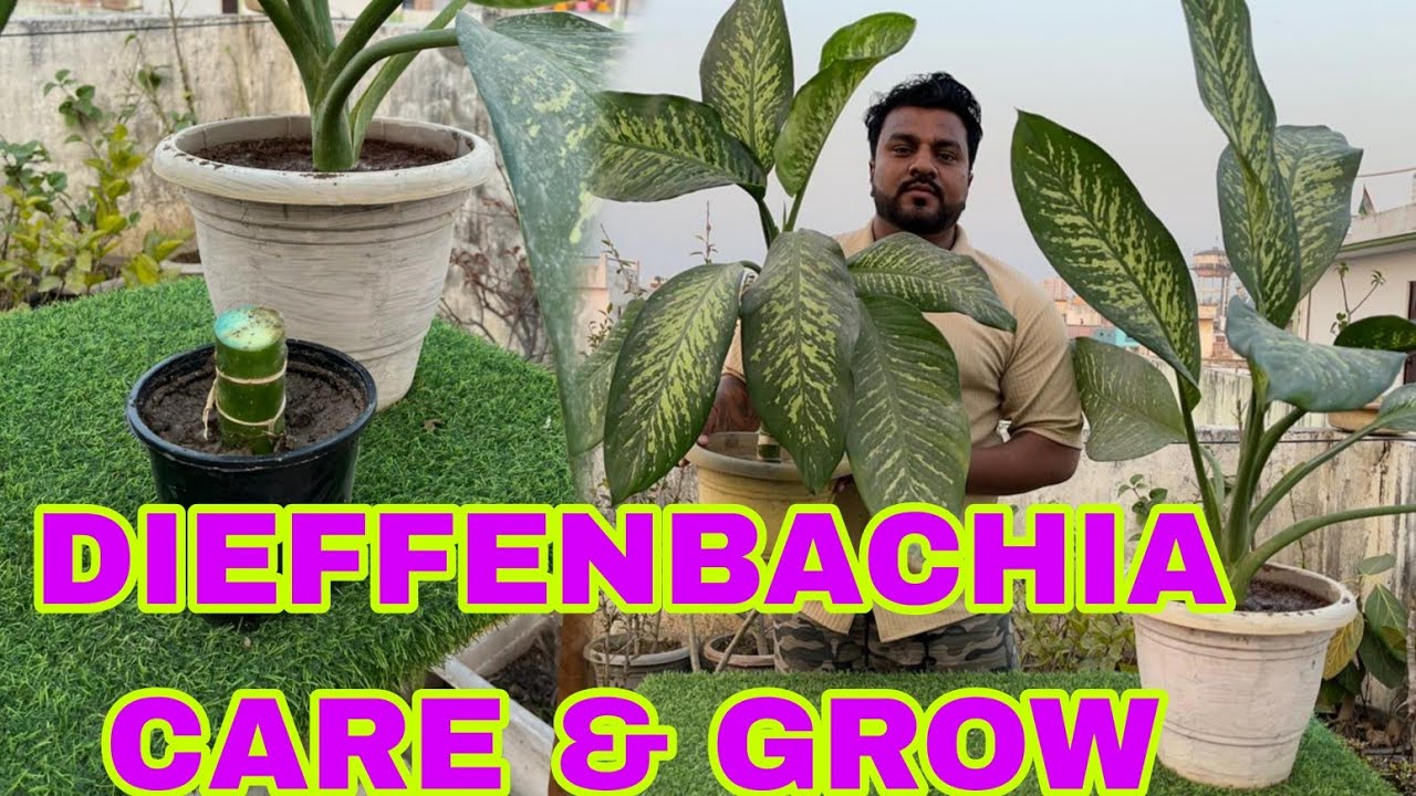 Dieffenbachia or dump cane pant care & grow tips 