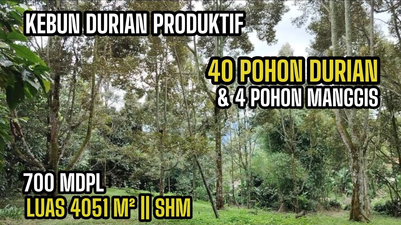 KEBUN DURIAN PRODUKTIF DI JUAL || DEKAT RUMAH PENDUDUK || BOJONG PURWAKARTA