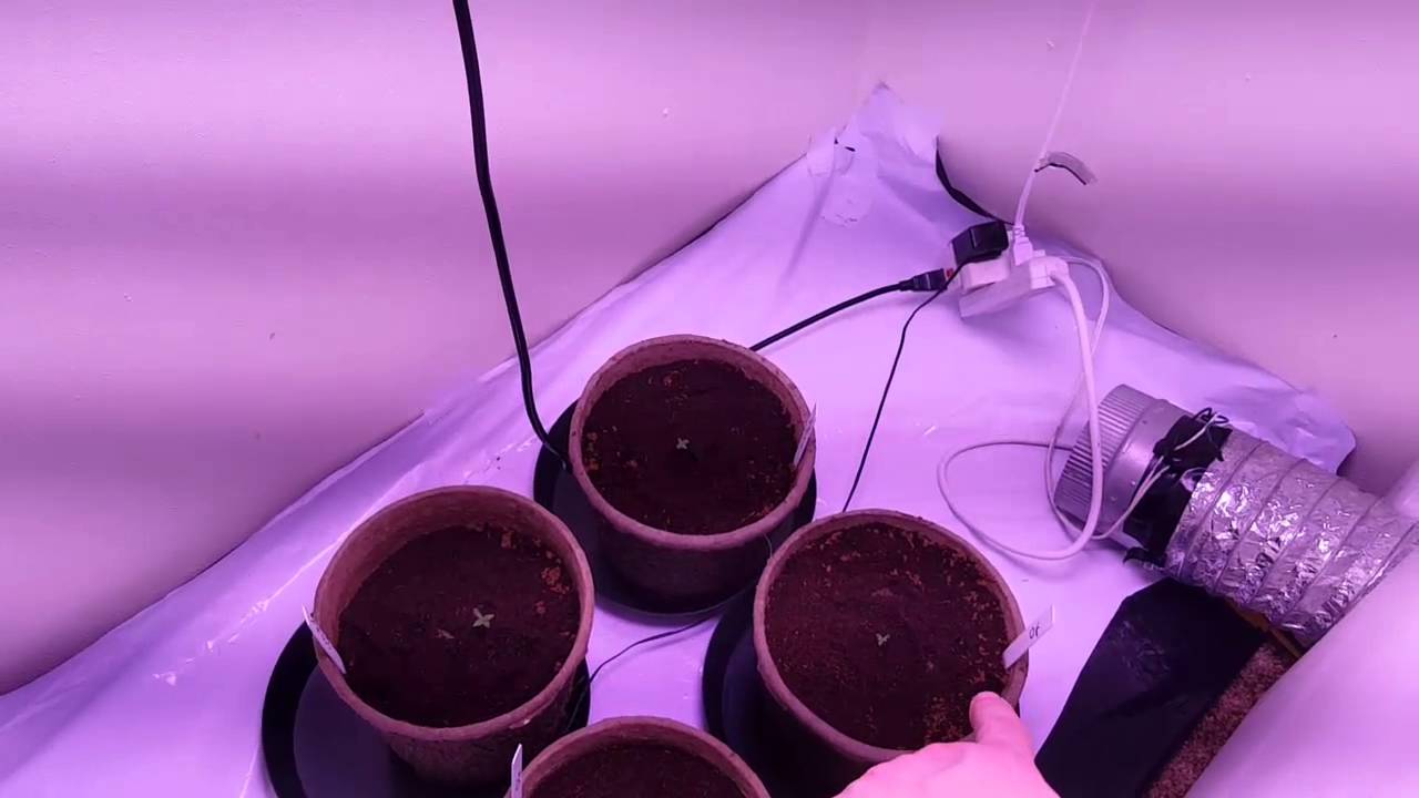 Black Diamond LED Closet grow   auto OG fast buds