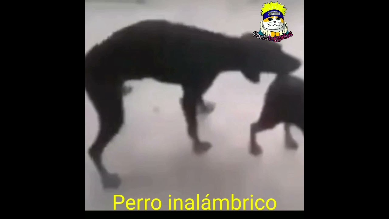 Top animales más épicos del 2021