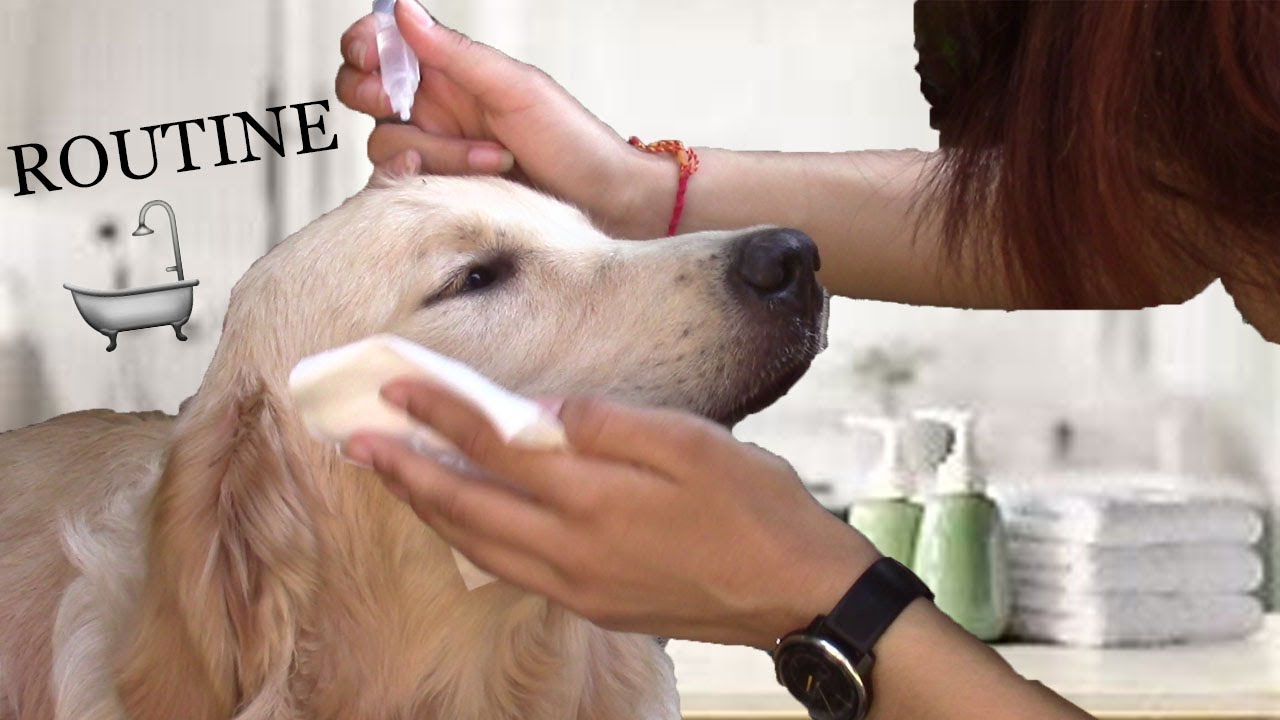COMMENT S'OCCUPER DE L'HYGIENE DE SON CHIEN ?