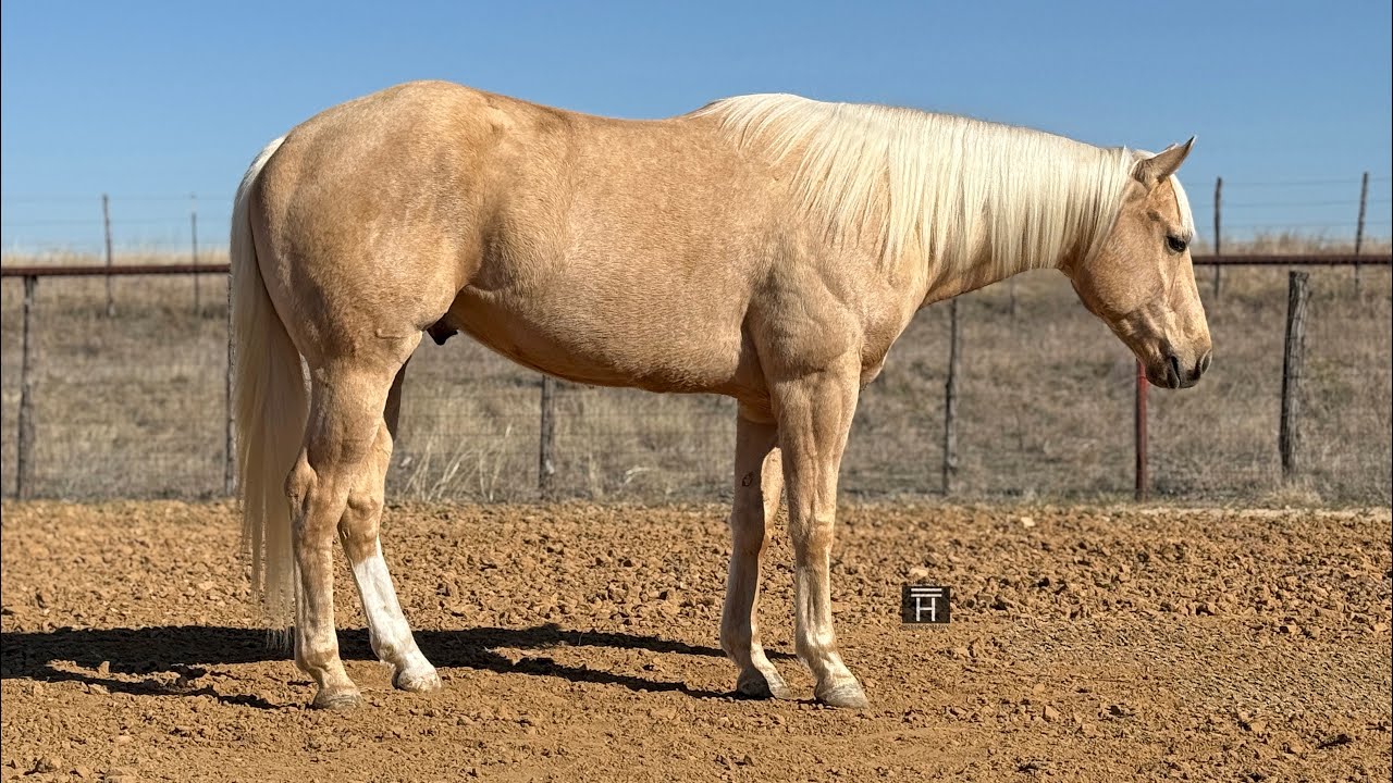 CMG Limitless - 2021 APHA Gelding
