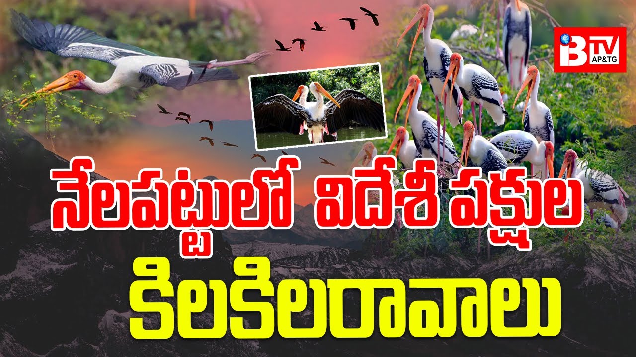 నేలపట్టులో విదేశీ పక్షుల కిలకిలరావాలు || IBTV Telugu News ||  #latestnewsupdate #viral