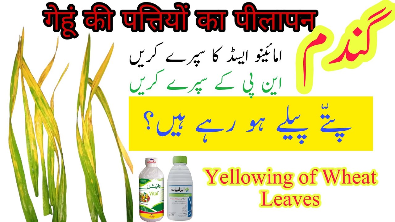 Yellowing of Wheat Leaves | Syngenta Isabion use on Wheat |Sayban Vital NPK foliar use on Wheat crop