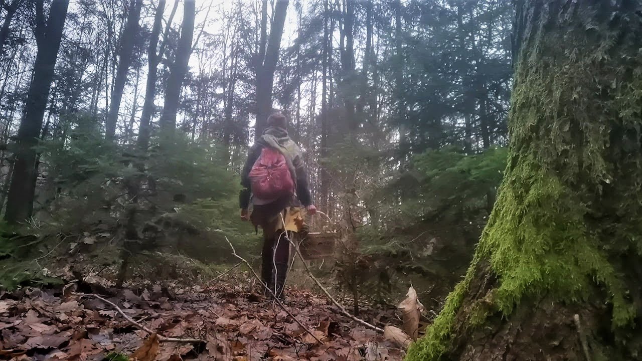 Flechten im Wald | Januar, Barfuß und Schwingen der Nacht