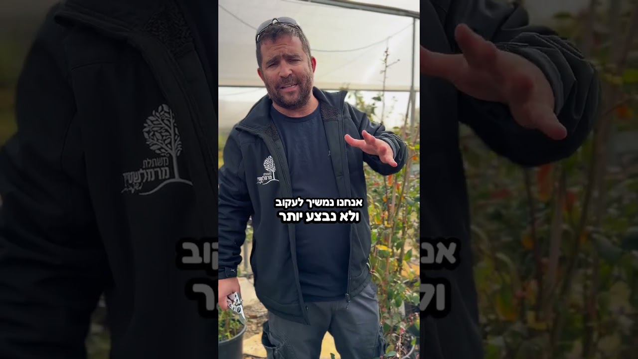 אוכמניות בחודש פברואר- האם לגזום? האם להחיל לתת גופרית? כנסו ותגלו
