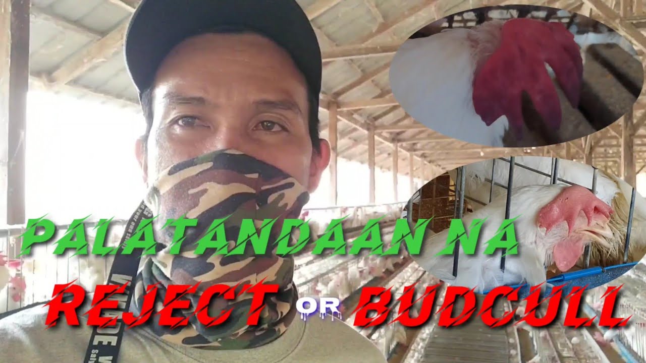#layerPoultryFarm #eggPoultryBusiness  Ano Mga Palatandaan Na Reject or Budcull Alaga mong manok
