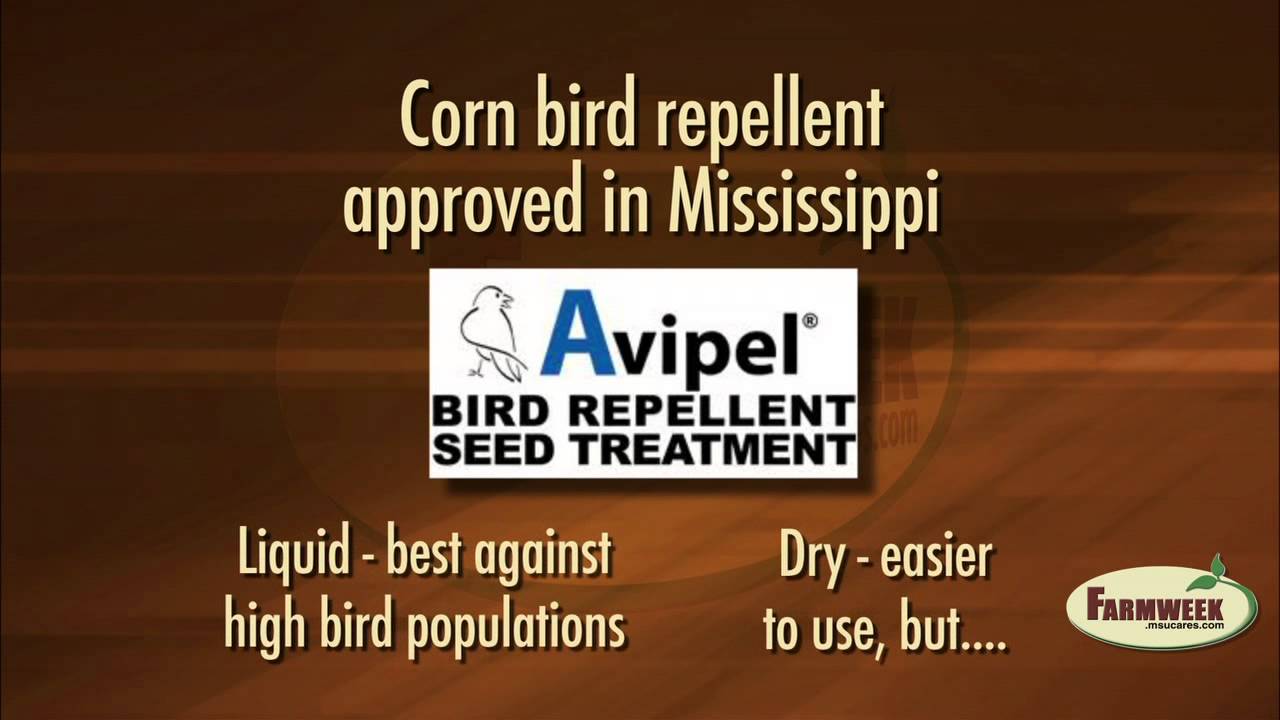 Farmweek - Non-lethal bird repellent approved for MS corn farmers.