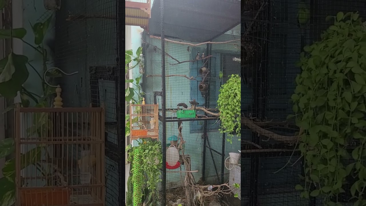 xem Avi nu&ocirc;i chim ăn hạt