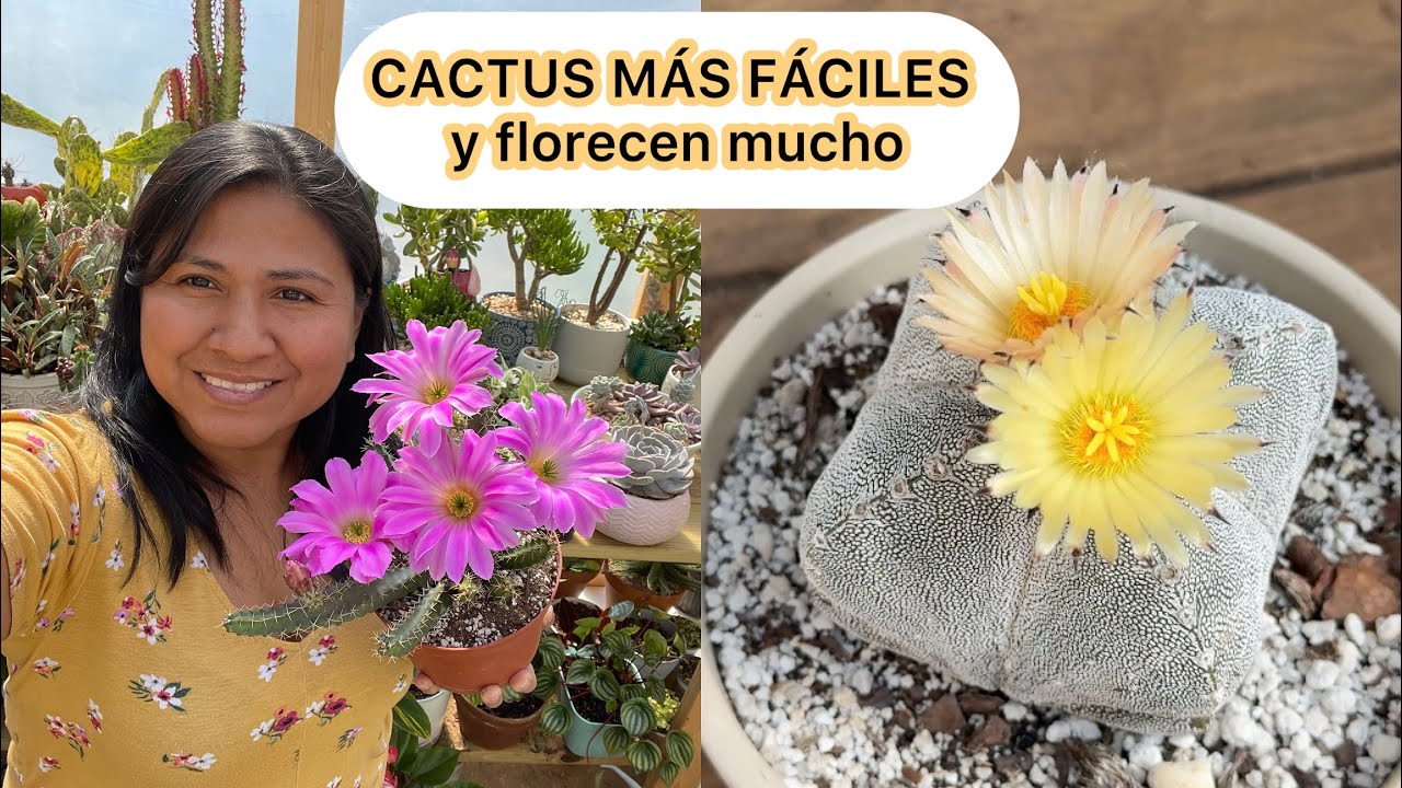 Vas amar a estos Cactus porque son muy fáciles de cuidar y florecen mucho 