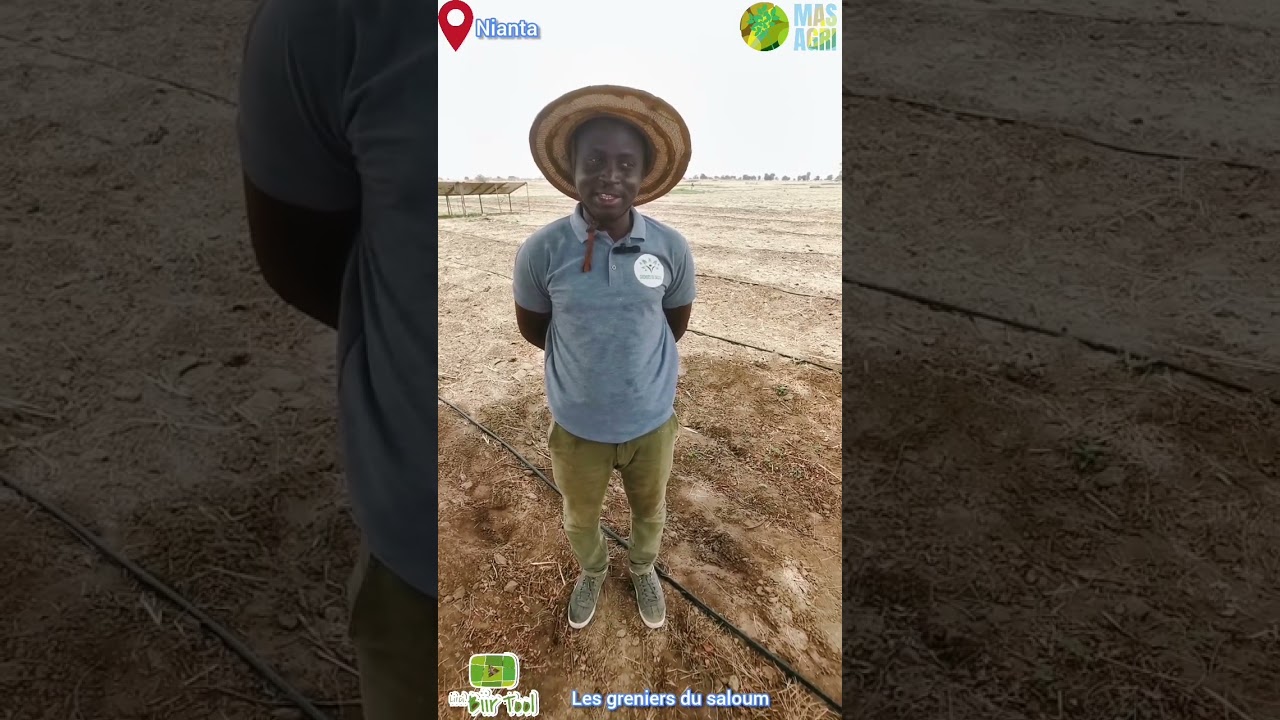 LI CI BIIR TOOL les greniers du saloum
