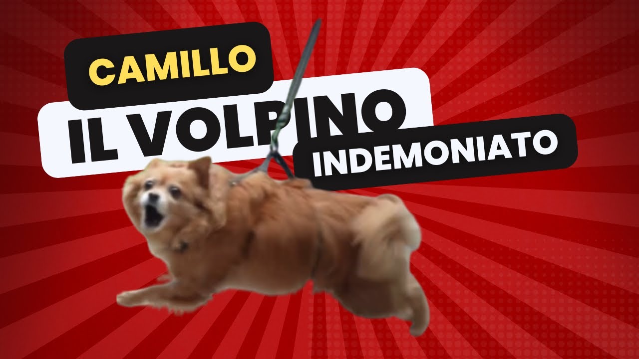 CAMILLO IL VOLPINO INDEMONIATO