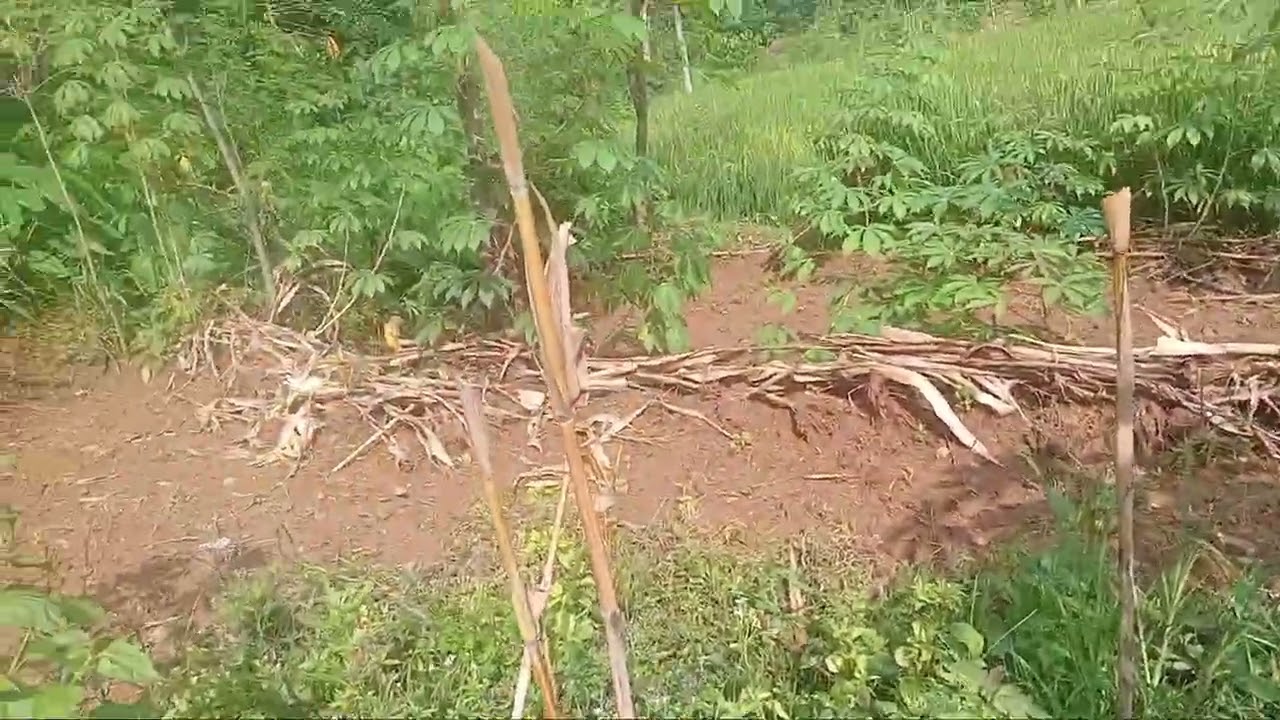 Cara olah lahan semi tradisional ala cah ndeso