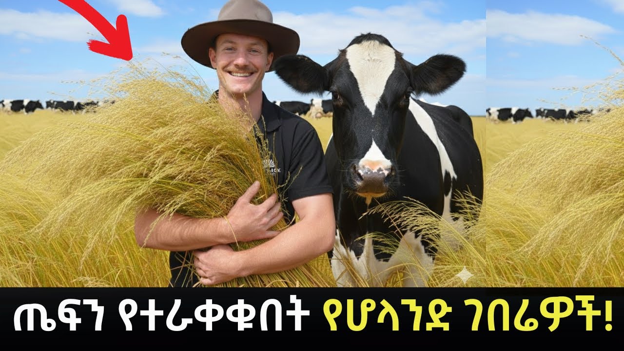 ያለ አፈር በማረስ አለምን የምትመግብ አስደናቂዋ ሀገር!│Agriculture in Holland│
