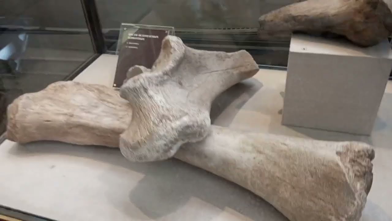 Прогулка сквозь века: Тайны залов Исторического музея Москвы