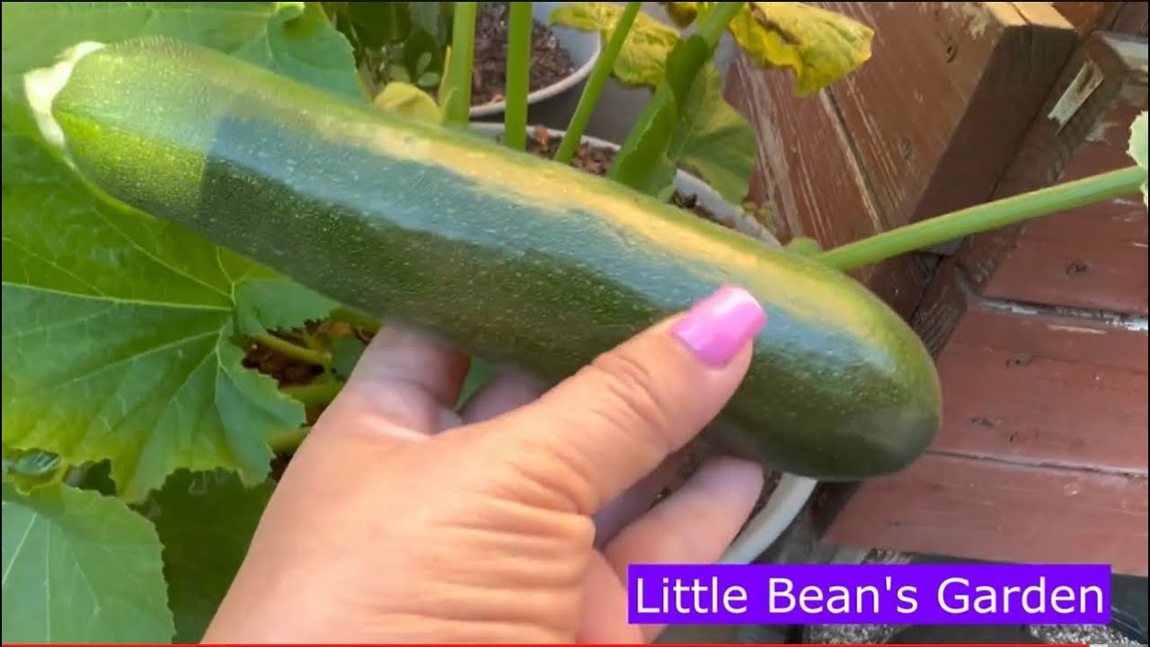 Black Beauty Zucchini ~ Seed to harvest { 2024 Vid 107 }